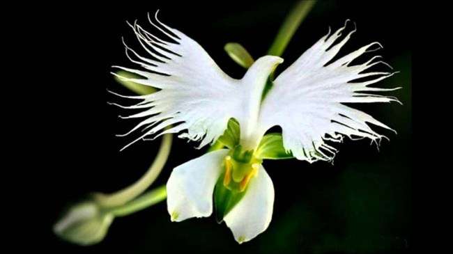 White Egret Orchid